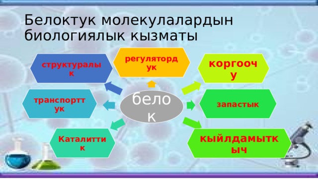 Белоктук молекулалардын биологиялык кызматы регулятордук структуралык коргоочу запастык транспорттук белок Каталиттик кыйлдамыткыч 