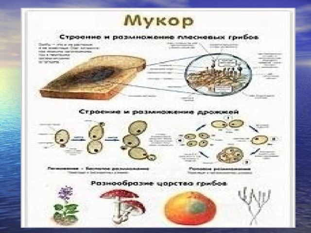 Սպիտակ բորբոսի` մուկորի դիտում և նկարագրում 