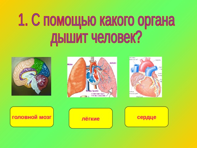 головной мозг сердце лёгкие 