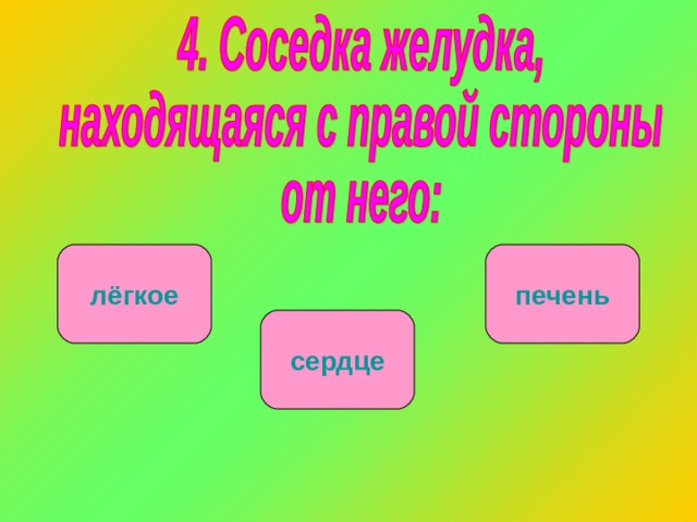 лёгкое печень сердце 