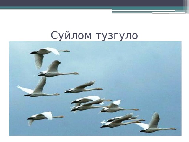 Суйлом тузгуло 