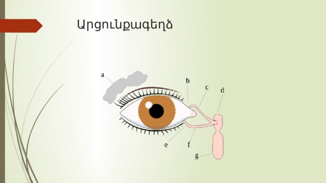 Արցունքագեղձ   