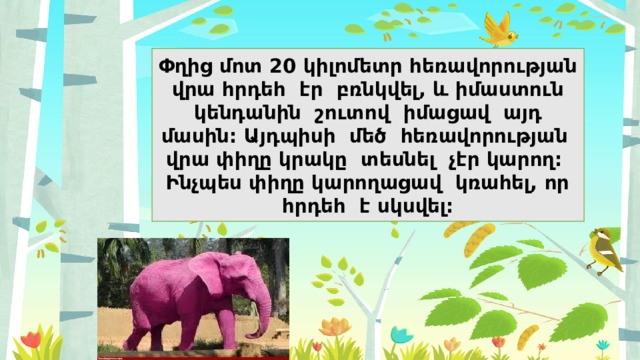 Փղից մոտ 20 կիլոմետր հեռավորության վրա հրդեհ էր բռնկվել, և իմաստուն կենդանին շուտով իմացավ այդ մասին: Այդպիսի մեծ հեռավորության վրա փիղը կրակը տեսնել չէր կարող: Ինչպես փիղը կարողացավ կռահել, որ հրդեհ է սկսվել: 