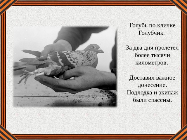 Голубь по кличке Голубчик. За два дня пролетел более тысячи километров. Доставил важное донесение. Подлодка и экипаж были спасены. 