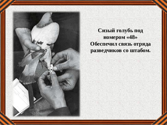 Сизый голубь под номером «48» Обеспечил связь отряда разведчиков со штабом. 