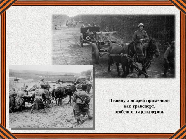 В войну лошадей применяли как транспорт, особенно в артиллерии. 
