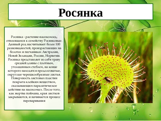 Росянка Росянка - растение-насекомоед, относящееся к семейству Росянковые. Данный род насчитывает более 100 разновидностей, произрастающих на болотах и песчаниках Австралии, Новой Зеландии, России, Норвегии. Росянка представляет из себя траву средней длины с плотным, утолщенным стеблем, на конце которого находятся продолговатые, округлые черешкообразные листья. Поверхность листовых пластин покрыта клейким веществом, оказывающим паралитическое действие на насекомых. После того, как жертва поймана, края листков закрываются, и начинается процесс переваривания 