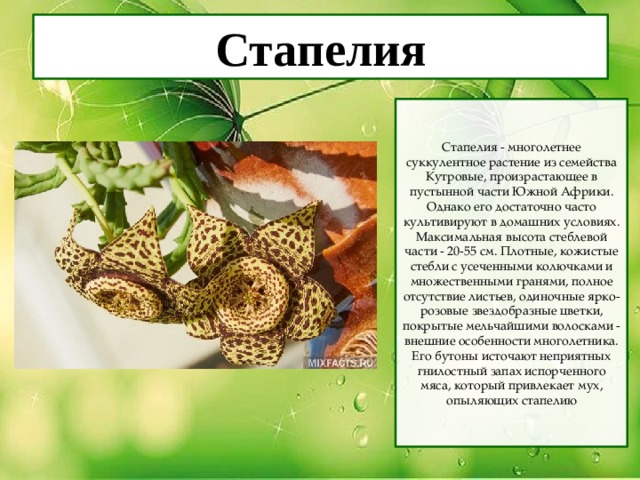 Стапелия Стапелия - многолетнее суккулентное растение из семейства Кутровые, произрастающее в пустынной части Южной Африки. Однако его достаточно часто культивируют в домашних условиях. Максимальная высота стеблевой части - 20-55 см. Плотные, кожистые стебли с усеченными колючками и множественными гранями, полное отсутствие листьев, одиночные ярко-розовые звездобразные цветки, покрытые мельчайшими волосками - внешние особенности многолетника. Его бутоны источают неприятных гнилостный запах испорченного мяса, который привлекает мух, опыляющих стапелию 
