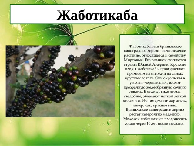 Жаботикаба Жаботикаба, или бразильское виноградное дерево - вечнозеленое растение, относящееся к семейству Миртовые. Его родиной считаются страны Южной Америки. Круглые плоды жаботикабы произрастают прямиком на стволе и на самых крупных ветвях. Они окрашены в угольно-черный цвет, имеют прозрачную желеобразную сочную мякоть. В свежем виде ягоды съедобны, обладают ноткой легкой кислинки. Из них делают мармелад, ликер, сок, красное вино. Бразильское виноградное дерево растет невероятно медленно. Молодой побег начнет плодоносить лишь через 10 лет после высадки. 