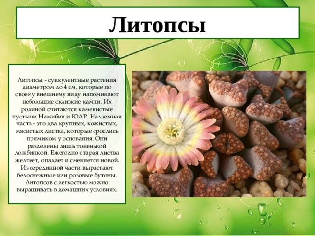 Литопсы Литопсы - суккулентные растения диаметром до 4 см, которые по своему внешнему виду напоминают небольшие склизкие камни. Их родиной считаются каменистые пустыни Намибии и ЮАР. Надземная часть - это два крупных, кожистых, мясистых листка, которые срослись прямиком у основания. Они разделены лишь тоненькой ложбинкой. Ежегодно старая листва желтеет, опадает и сменяется новой. Из серединной части вырастают белоснежные или розовые бутоны. Литопсов с легкостью можно выращивать в домашних условиях. 