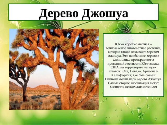 Дерево Джошуа Юкка коротколистная – вечнозеленое многолетнее растение, которое также называют деревом Джошуа. Это необычное дерево в диком виде произрастает в пустынной местности Юго-запада США, на территории четырех штатов: Юта, Невада, Аризона и Калифорния, где был создан Национальный парк дерева Джошуа. Самые старые экземпляры могут достигать нескольких сотен лет 