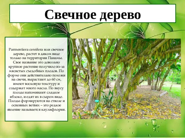 Свечное дерево Parmentiera cereifera или свечное дерево, растет в диком виде только на территории Панамы. Свое название это довольно крупное растение получило из-за мясистых съедобных плодов. По форме они действительно похожи на свечи, вырастают до 60 см, имеют восковую текстуру и содержат много масла. По вкусу плоды напоминают сладкое яблоко, и едят их в сыром виде. Плоды формируются на стволе и основных ветвях – это редкое явление называется каулифлория. 