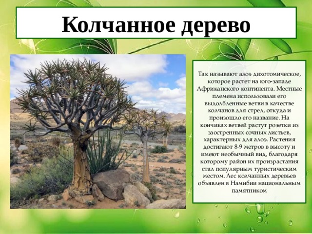 Колчанное дерево Так называют алоэ дихотомическое, которое растет на юго-западе Африканского континента. Местные племена использовали его выдолбленные ветви в качестве колчанов для стрел, откуда и произошло его название. На кончиках ветвей растут розетки из заостренных сочных листьев, характерных для алоэ. Растения достигают 8-9 метров в высоту и имеют необычный вид, благодаря которому район их произрастания стал популярным туристическим местом. Лес колчанных деревьев объявлен в Намибии национальным памятником 
