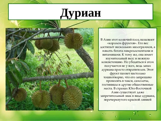 Дуриан В Азии этот колючий плод называют «королем фруктов». Его вес достигает нескольких килограммов, а мякоть богата микроэлементами и витаминами. К тому же, она имеет изумительный вкус и нежную консистенцию. Но убедиться в этом получается не у всех, ведь запах дуриана просто отвратителен. Этот фрукт пахнет настолько тошнотворно, что его запрещено проносить в такси, самолеты, гостиницы и другие общественные места. В странах Юго-Восточной Азии существует даже запретительный знак в виде дуриана, перечеркнутого красной линией 