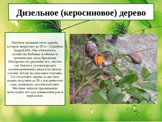Дизельное (керосиновое) дерево Научное название этого дерева, которое вырастает до 30 м – Copaifera langsdorffii. Оно относится к семейству Бобовые и обитает в тропических лесах Бразилии. Интересно это растение тем, что его сок близок к углеводородам сесквитерпенового ряда и по своему составу похож на дизельное топливо. Со столетнего дерева за два часа можно получить до 20 л маслянистого сока, имеющего золотистый цвет. Местные жители традиционно используют его для заживления ран и переломов. 