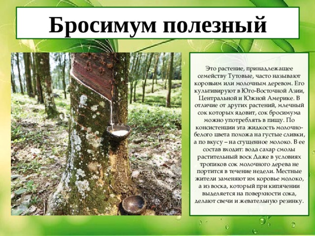 Бросимум полезный Это растение, принадлежащее семейству Тутовые, часто называют коровьим или молочным деревом. Его культивируют в Юго-Восточной Азии, Центральной и Южной Америке. В отличие от других растений, млечный сок которых ядовит, сок бросимума можно употреблять в пищу. По консистенции эта жидкость молочно-белого цвета похожа на густые сливки, а по вкусу – на сгущенное молоко. В ее состав входит: вода сахар смолы растительный воск Даже в условиях тропиков сок молочного дерева не портится в течение недели. Местные жители заменяют им коровье молоко, а из воска, который при кипячении выделяется на поверхности сока, делают свечи и жевательную резинку. 