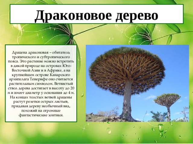 Драконовое дерево Драцена драконовая – обитатель тропического и субтропического пояса. Это растение можно встретить в дикой природе на островах Юго-Восточной Азии и в Африке, а на крупнейшем острове Канарского архипелага Тенерифе оно считается растительным символом. Ветвистый ствол дерева достигает в высоту до 20 м и имеет диаметр у основания до 4 м. На концах толстых ветвей драцены растут розетки острых листьев, придавая дереву необычный вид, похожий на огромные фантастические зонтики. 