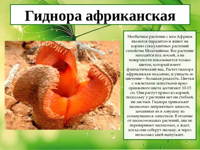 Гиднора африканская Необычное растение с юга Африки является паразитом и живет на корнях суккулентных растений семейства Молочайные. Все растение находится под землей, а на поверхности показывается только цветок, который имеет фантастический вид. Растет гиднора африканская медленно, и увидеть ее цветение – большая редкость. Цветки с мясистыми лепестками ярко-оранжевого цвета достигают 10-15 см. Они растут прямо из корней, поскольку у растения нет ни стеблей, ни листьев. Гиднора привлекает насекомых неприятным запахом, заманивая их в ловушку из сомкнувшихся лепестков. В отличие от насекомоядных растений, она не переваривает насекомых, а ждет, когда они соберут пыльцу, и через несколько дней выпускает. 