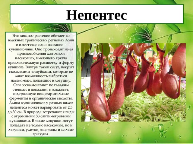 Непентес Это хищное растение обитает во влажных тропических регионах Азии и имеет еще одно название – кувшиночник. Оно происходит из-за приспособления для ловли насекомых, имеющего яркую привлекательную расцветку и форму кувшина. Внутри такой сосуд покрыт скользкими чешуйками, которые не дают возможность выбраться насекомым, попавшим в ловушку. Они соскальзывают по гладким стенкам и попадают в жидкость, содержащую пищеварительные ферменты и органические кислоты. Длина кувшинчиков у разных видов непентеса может варьировать от 2,5 до 30 см. В природе встречаются виды с огромными 50-сантиметровыми кувшинами. В такие ловушки могут попадать не только насекомые, но и лягушки, улитки, ящерицы и мелкие грызуны. 