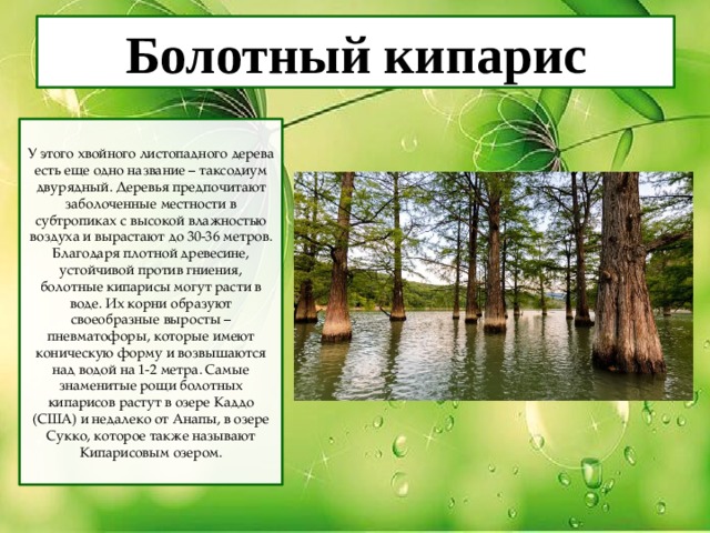 Болотный кипарис У этого хвойного листопадного дерева есть еще одно название – таксодиум двурядный. Деревья предпочитают заболоченные местности в субтропиках с высокой влажностью воздуха и вырастают до 30-36 метров. Благодаря плотной древесине, устойчивой против гниения, болотные кипарисы могут расти в воде. Их корни образуют своеобразные выросты – пневматофоры, которые имеют коническую форму и возвышаются над водой на 1-2 метра. Самые знаменитые рощи болотных кипарисов растут в озере Каддо (США) и недалеко от Анапы, в озере Сукко, которое также называют Кипарисовым озером. 