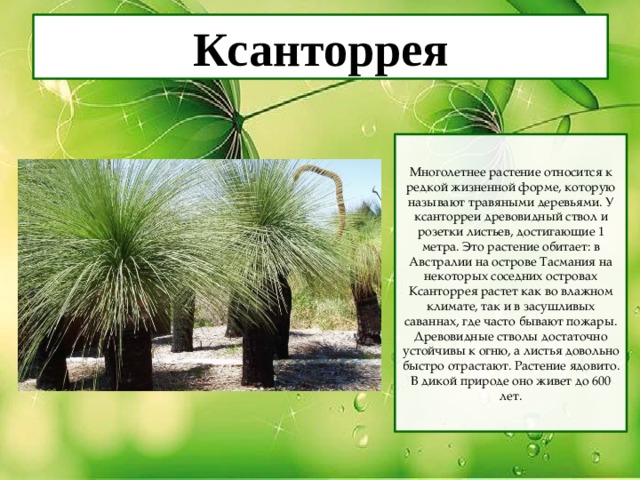 Ксанторрея Многолетнее растение относится к редкой жизненной форме, которую называют травяными деревьями. У ксанторреи древовидный ствол и розетки листьев, достигающие 1 метра. Это растение обитает: в Австралии на острове Тасмания на некоторых соседних островах Ксанторрея растет как во влажном климате, так и в засушливых саваннах, где часто бывают пожары. Древовидные стволы достаточно устойчивы к огню, а листья довольно быстро отрастают. Растение ядовито. В дикой природе оно живет до 600 лет. 