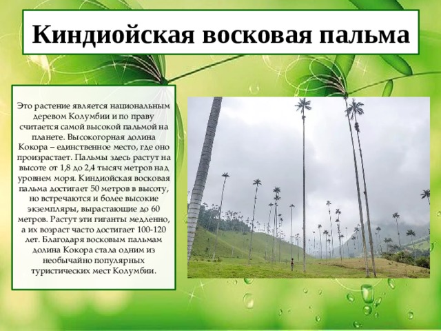 Киндиойская восковая пальма Это растение является национальным деревом Колумбии и по праву считается самой высокой пальмой на планете. Высокогорная долина Кокора – единственное место, где оно произрастает. Пальмы здесь растут на высоте от 1,8 до 2,4 тысяч метров над уровнем моря. Киндиойская восковая пальма достигает 50 метров в высоту, но встречаются и более высокие экземпляры, вырастающие до 60 метров. Растут эти гиганты медленно, а их возраст часто достигает 100-120 лет. Благодаря восковым пальмам долина Кокора стала одним из необычайно популярных туристических мест Колумбии. 