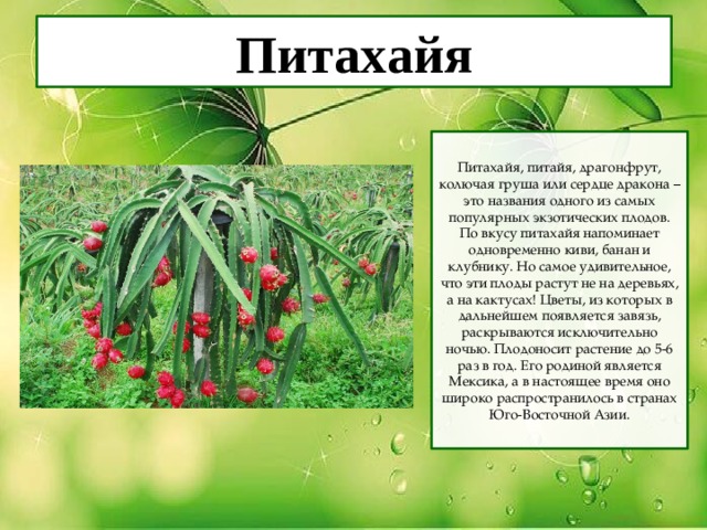Питахайя Питахайя, питайя, драгонфрут, колючая груша или сердце дракона – это названия одного из самых популярных экзотических плодов. По вкусу питахайя напоминает одновременно киви, банан и клубнику. Но самое удивительное, что эти плоды растут не на деревьях, а на кактусах! Цветы, из которых в дальнейшем появляется завязь, раскрываются исключительно ночью. Плодоносит растение до 5-6 раз в год. Его родиной является Мексика, а в настоящее время оно широко распространилось в странах Юго-Восточной Азии. 