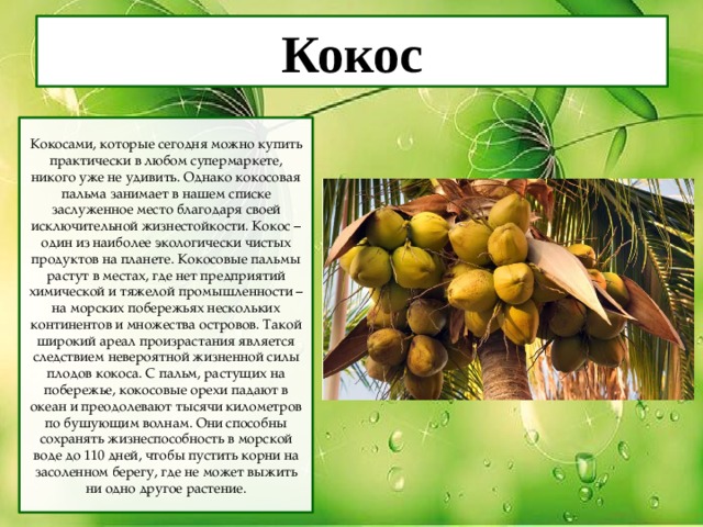 Кокос Кокосами, которые сегодня можно купить практически в любом супермаркете, никого уже не удивить. Однако кокосовая пальма занимает в нашем списке заслуженное место благодаря своей исключительной жизнестойкости. Кокос – один из наиболее экологически чистых продуктов на планете. Кокосовые пальмы растут в местах, где нет предприятий химической и тяжелой промышленности – на морских побережьях нескольких континентов и множества островов. Такой широкий ареал произрастания является следствием невероятной жизненной силы плодов кокоса. С пальм, растущих на побережье, кокосовые орехи падают в океан и преодолевают тысячи километров по бушующим волнам. Они способны сохранять жизнеспособность в морской воде до 110 дней, чтобы пустить корни на засоленном берегу, где не может выжить ни одно другое растение. 