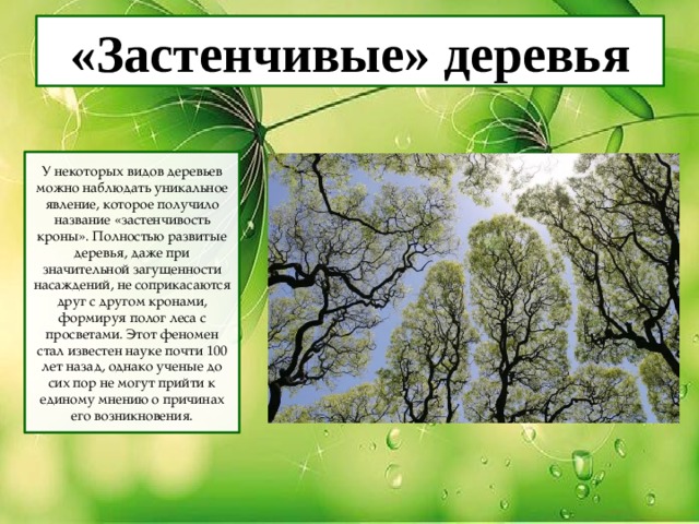«Застенчивые» деревья У некоторых видов деревьев можно наблюдать уникальное явление, которое получило название «застенчивость кроны». Полностью развитые деревья, даже при значительной загущенности насаждений, не соприкасаются друг с другом кронами, формируя полог леса с просветами. Этот феномен стал известен науке почти 100 лет назад, однако ученые до сих пор не могут прийти к единому мнению о причинах его возникновения. 