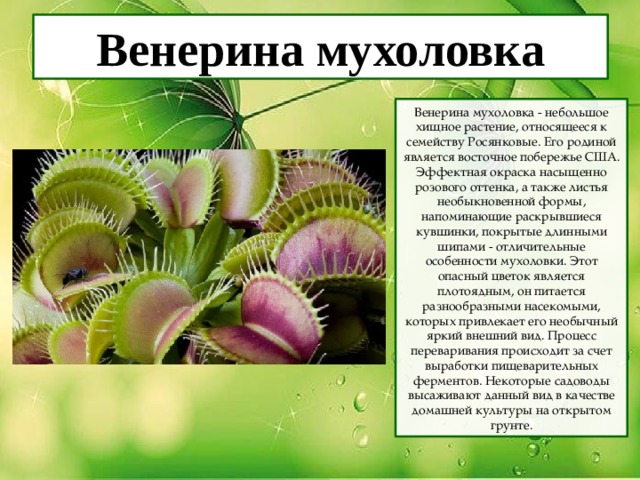 Венерина мухоловка Венерина мухоловка - небольшое хищное растение, относящееся к семейству Росянковые. Его родиной является восточное побережье США. Эффектная окраска насыщенно розового оттенка, а также листья необыкновенной формы, напоминающие раскрывшиеся кувшинки, покрытые длинными шипами - отличительные особенности мухоловки. Этот опасный цветок является плотоядным, он питается разнообразными насекомыми, которых привлекает его необычный яркий внешний вид. Процесс переваривания происходит за счет выработки пищеварительных ферментов. Некоторые садоводы высаживают данный вид в качестве домашней культуры на открытом грунте. 