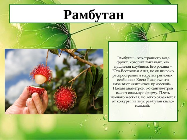 Рамбутан  Рамбутан – это странного вида фрукт, который выглядит, как пушистая клубника. Его родина – Юго-Восточная Азия, но он широко распространен и в других регионах, особенно в Коста-Рике, где его называют «китайской присоской» . Плоды диаметром 3-6 сантиметров имеют овальную форму. Плоть немного жесткая, но легко отделяется от кожуры, на вкус рамбутан кисло-сладкий. 
