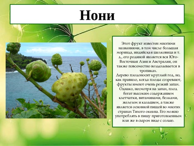 Нони Этот фрукт известен многими названиями, в том числе большая моринда, индийская шелковица и т. д., его родиной является вся Юго-Восточная Азия и Австралия, он также повсеместно возделывается в тропиках. Дерево плодоносит круглый год, но, как правило, когда плоды созревают, фрукты имеют очень резкий запах. Однако, несмотря на запах, плод богат высоким содержанием клетчатки, витаминами, белками, железом и кальцием, а также является основной пищей во многих странах Тихого океана. Его можно употреблять в пищу приготовленным или же в сыром виде с солью. 