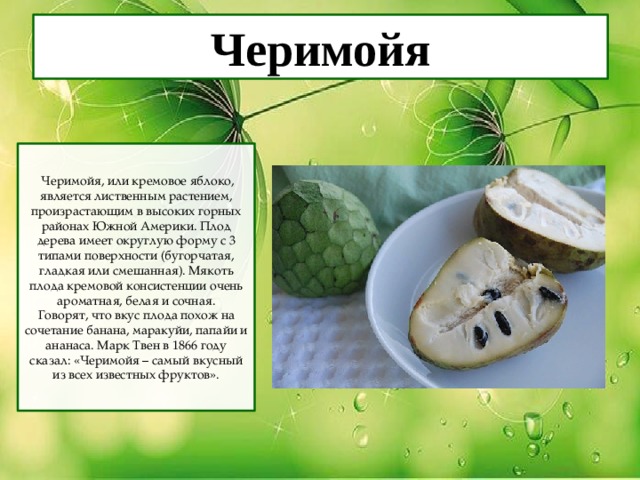 Черимойя  Черимойя, или кремовое яблоко, является лиственным растением, произрастающим в высоких горных районах Южной Америки. Плод дерева имеет округлую форму с 3 типами поверхности (бугорчатая, гладкая или смешанная). Мякоть плода кремовой консистенции очень ароматная, белая и сочная. Говорят, что вкус плода похож на сочетание банана, маракуйи, папайи и ананаса. Марк Твен в 1866 году сказал: «Черимойя – самый вкусный из всех известных фруктов». 