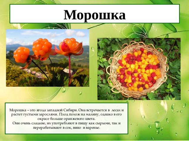 Морошка Морошка – это ягода западной Сибири. Она встречается в лесах и растет густыми зарослями. Плод похож на малину, однако в его окрасе больше оранжевого цвета. Они очень сладкие, их употребляют в пищу как сырыми, так и перерабатывают в сок, вино и варенье. 