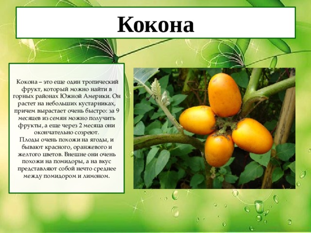 Кокона  Кокона – это еще один тропический фрукт, который можно найти в горных районах Южной Америки. Он растет на небольших кустарниках, причем вырастает очень быстро: за 9 месяцев из семян можно получить фрукты, а еще через 2 месяца они окончательно созреют. Плоды очень похожи на ягоды, и бывают красного, оранжевого и желтого цветов. Внешне они очень похожи на помидоры, а на вкус представляют собой нечто среднее между помидором и лимоном. 