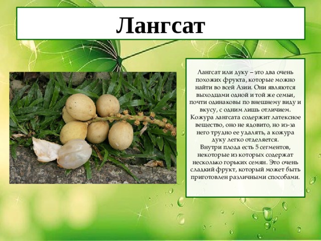 Лангсат Лангсат или дуку – это два очень похожих фрукта, которые можно найти во всей Азии. Они являются выходцами одной и той же семьи, почти одинаковы по внешнему виду и вкусу, с одним лишь отличием. Кожура лангсата содержит латексное вещество, оно не ядовито, но из-за него трудно ее удалять, а кожура дуку легко отделяется. Внутри плода есть 5 сегментов, некоторые из которых содержат несколько горьких семян. Это очень сладкий фрукт, который может быть приготовлен различными способами. 