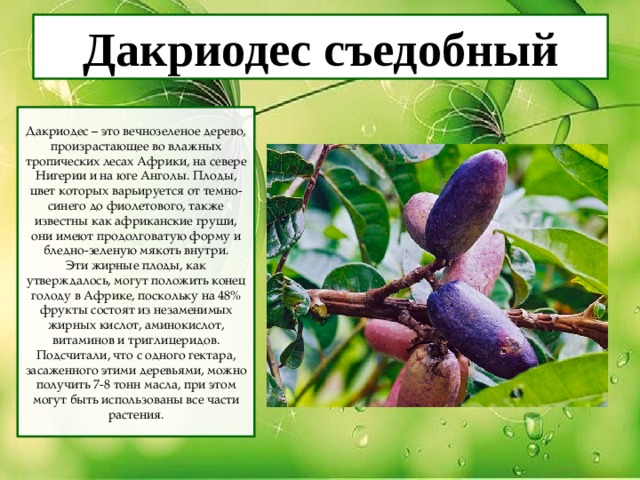 Дакриодес съедобный Дакриодес – это вечнозеленое дерево, произрастающее во влажных тропических лесах Африки, на севере Нигерии и на юге Анголы. Плоды, цвет которых варьируется от темно-синего до фиолетового, также известны как африканские груши, они имеют продолговатую форму и бледно-зеленую мякоть внутри. Эти жирные плоды, как утверждалось, могут положить конец голоду в Африке, поскольку на 48% фрукты состоят из незаменимых жирных кислот, аминокислот, витаминов и триглицеридов. Подсчитали, что с одного гектара, засаженного этими деревьями, можно получить 7-8 тонн масла, при этом могут быть использованы все части растения. 