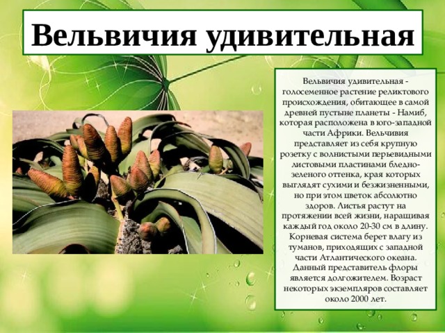 Вельвичия удивительная Вельвичия удивительная - голосеменное растение реликтового происхождения, обитающее в самой древней пустыне планеты - Намиб, которая расположена в юго-западной части Африки. Вельчивия представляет из себя крупную розетку с волнистыми перьевидными листовыми пластинами бледно-зеленого оттенка, края которых выглядят сухими и безжизненными, но при этом цветок абсолютно здоров. Листья растут на протяжении всей жизни, наращивая каждый год около 20-30 см в длину. Корневая система берет влагу из туманов, приходящих с западной части Атлантического океана. Данный представитель флоры является долгожителем. Возраст некоторых экземпляров составляет около 2000 лет. 