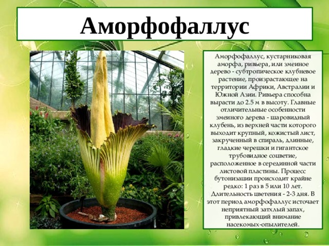 Аморфофаллус Аморфофаллус, кустарниковая аморфа, ривьера, или змеиное дерево - субтропическое клубневое растение, произрастающее на территории Африки, Австралии и Южной Азии. Ривьера способна вырасти до 2.5 м в высоту. Главные отличительные особенности змеиного дерева - шаровидный клубень, из верхней части которого выходит крупный, кожистый лист, закрученный в спираль, длинные, гладкие черешки и гигантское трубовидное соцветие, расположенное в серединной части листовой пластины. Процесс бутонизации происходит крайне редко: 1 раз в 5 или 10 лет. Длительность цветения - 2-3 дня. В этот период аморфофаллус источает неприятный затхлый запах, привлекающий внимание насекомых-опылителей. 