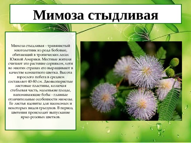 Мимоза стыдливая Мимоза стыдливая - травянистый многолетник из рода Бобовые, обитающий в тропических лесах Южной Америки. Местные жители считают это растение сорняком, хотя во многих странах его выращивают в качестве комнатного цветка. Высота взрослого побега в среднем составляет 40-80 см. Двоякоперистые листовые пластины, колючая стеблевая часть, маленькие плоды, напоминающие бобы - главные отличительные особенности мимозы. Ее листья ядовиты для насекомых и некоторых видов грызунов. В период цветения происходит выпускание ярко-розовых цветков. 
