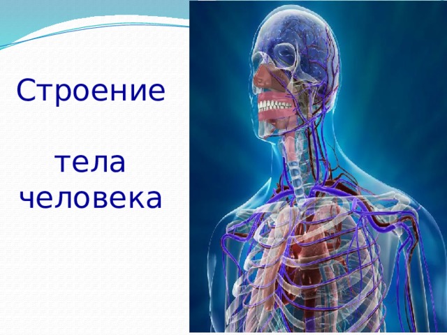 Строение  тела человека 