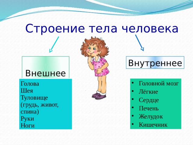  Строение тела человека  Внешнее Внутреннее Головной мозг Лёгкие Сердце Печень Желудок Кишечник Голова Шея Туловище (грудь, живот, спина) Руки Ноги 