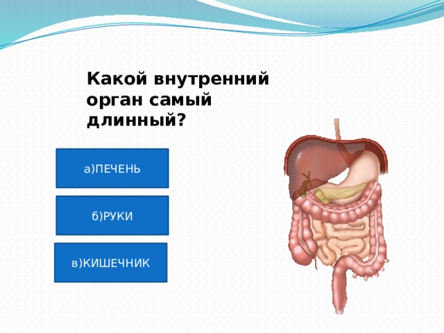 Какой внутренний орган самый длинный? а)ПЕЧЕНЬ б)РУКИ в)КИШЕЧНИК 