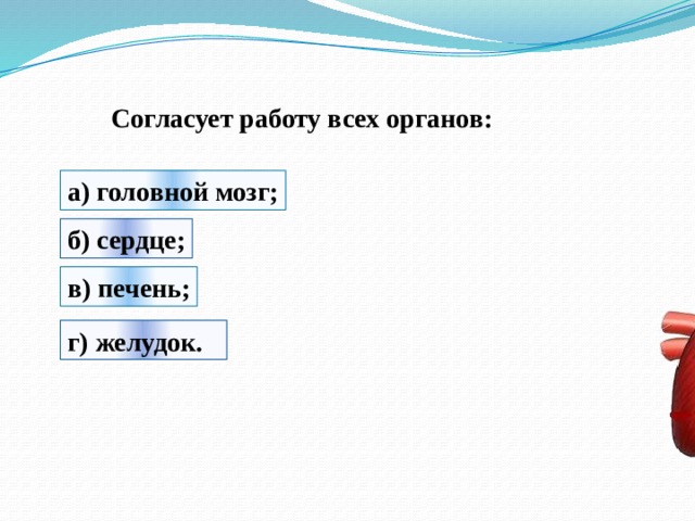 Согласует работу всех органов: а) головной мозг; б) сердце; в) печень; г) желудок. 