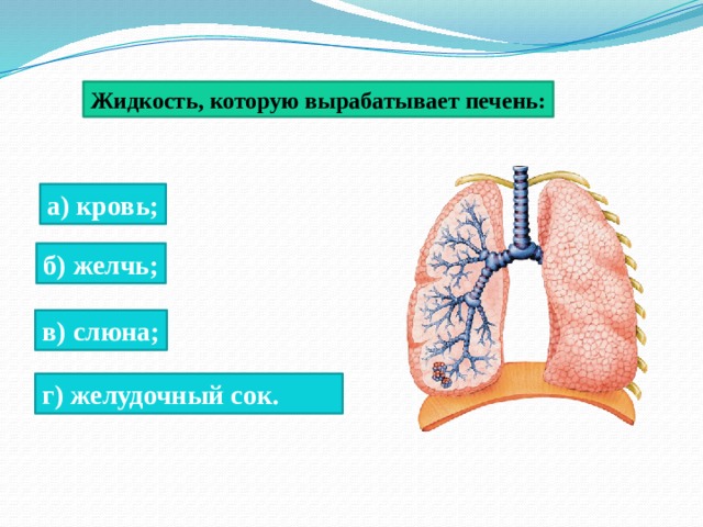 Жидкость, которую вырабатывает печень: а) кровь; б) желчь; в) слюна; г) желудочный сок. 