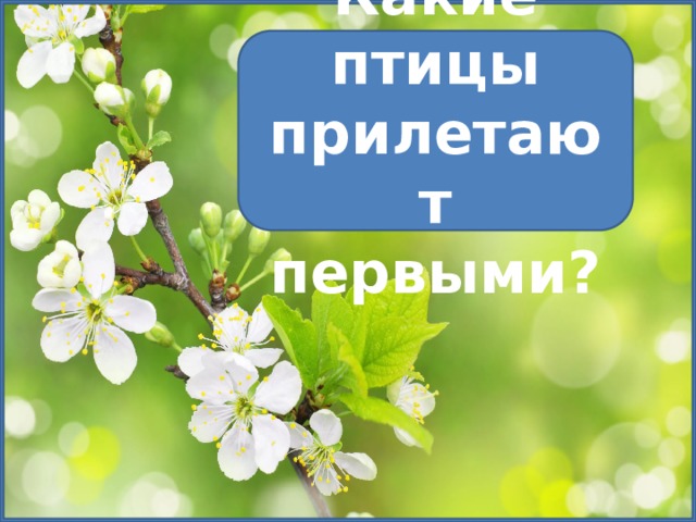 Какие птицы прилетают первыми? 