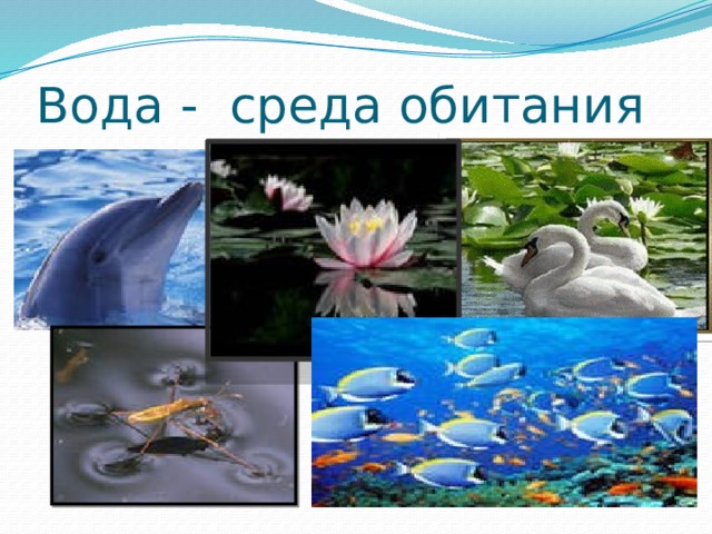 Вода - среда обитания 