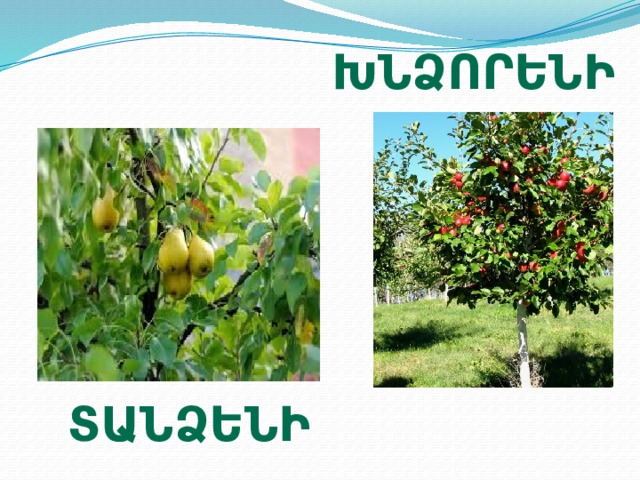 խնձորենի տանձենի  