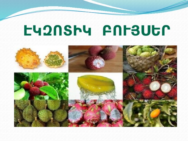 Էկզոտիկ բույսեր 