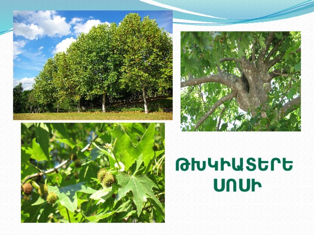 Թխկիատերև  սոսի 